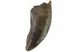 Bargain, Tyrannosaur (Nanotyrannus) Tooth #81367-1